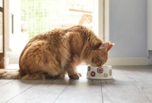 How Much Wet Food to Feed a Cat: Complete Portion Guide