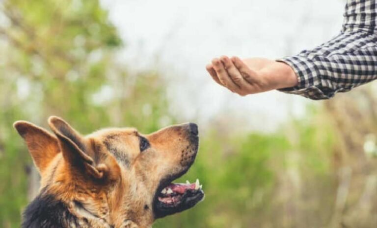 How Professional Dog Training Helps Build Better Habits at Home