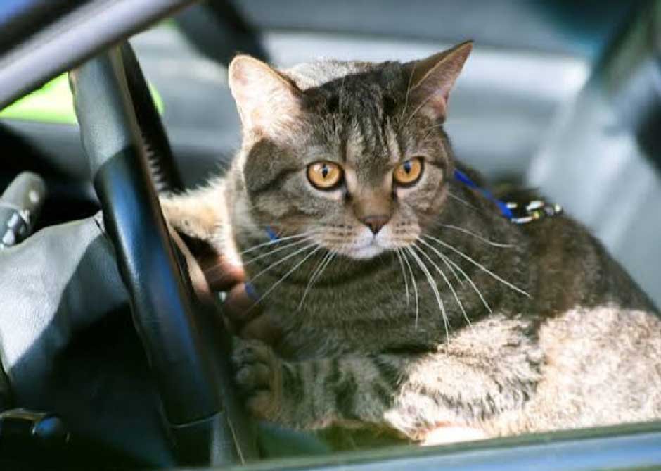 How to Keep a Cat Calm in a Car Without Making the Ride Riskier