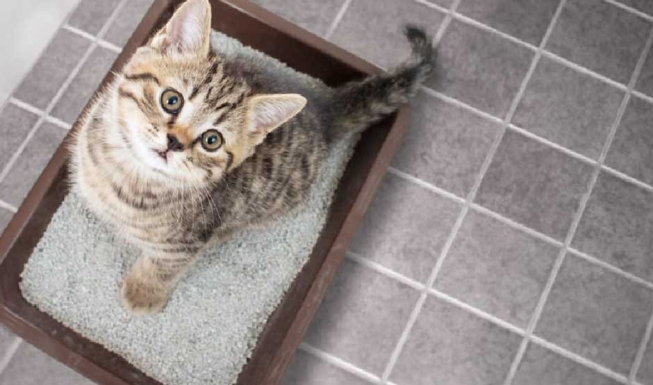 How to Train a Kitten to Use the Litter Box
