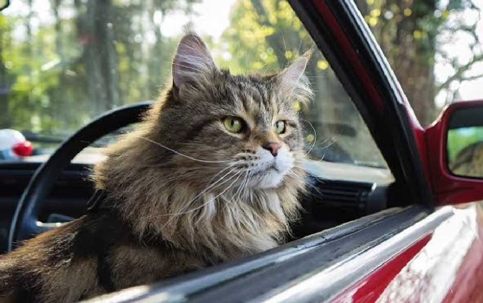How to Travel with a Cat in the Car