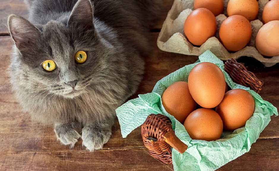 Safe Portions, Raw Egg Risks, and Feeding Tips