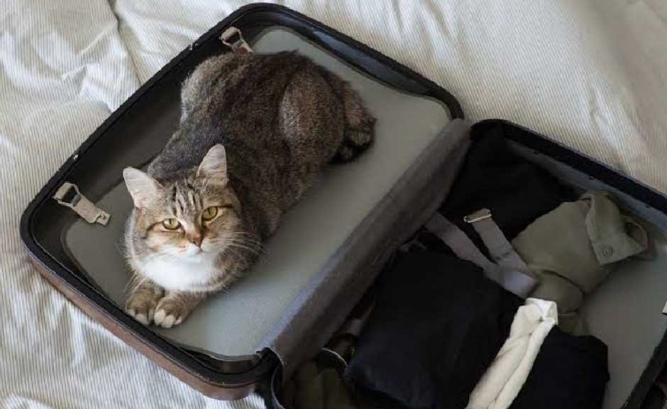 What to Pack: The Cat Travel Checklist
