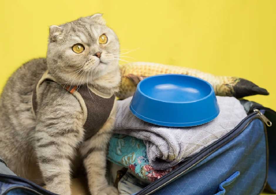 The Safest Way to Fly With a Cat