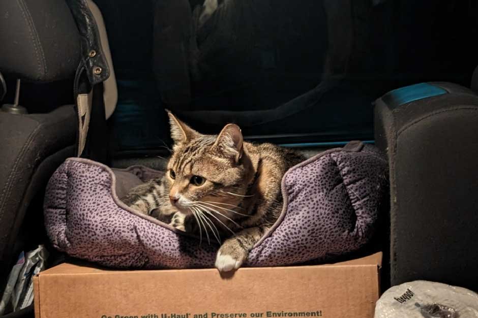 What Actually Calms Most Cats in the Car