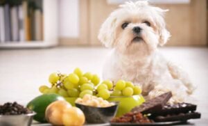 What Fruit Can Dogs Not Eat