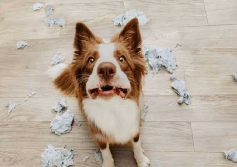 What are the Common Signs of Separation Anxiety Among Dogs