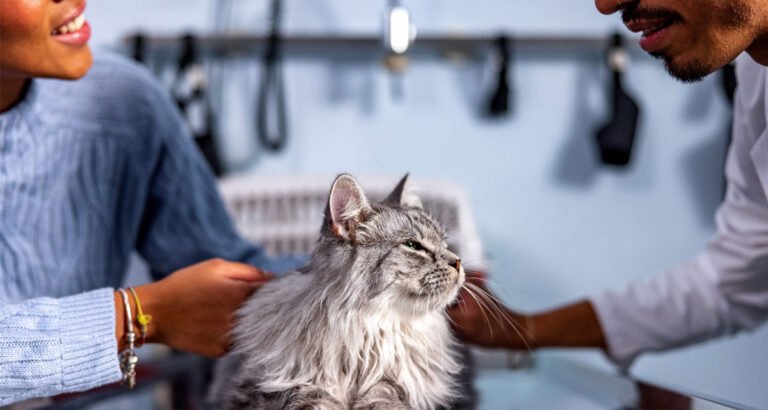 When to Consult a Vet About Changes in Your Cat’s Behavior