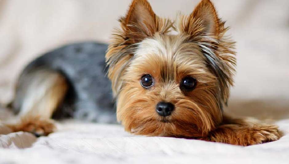 Yorkie High-Maintenance vs Pug Low-Shed Showdown