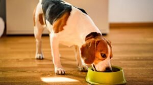 air-dried-dog-food-everything-you-need-to-know-bef-1