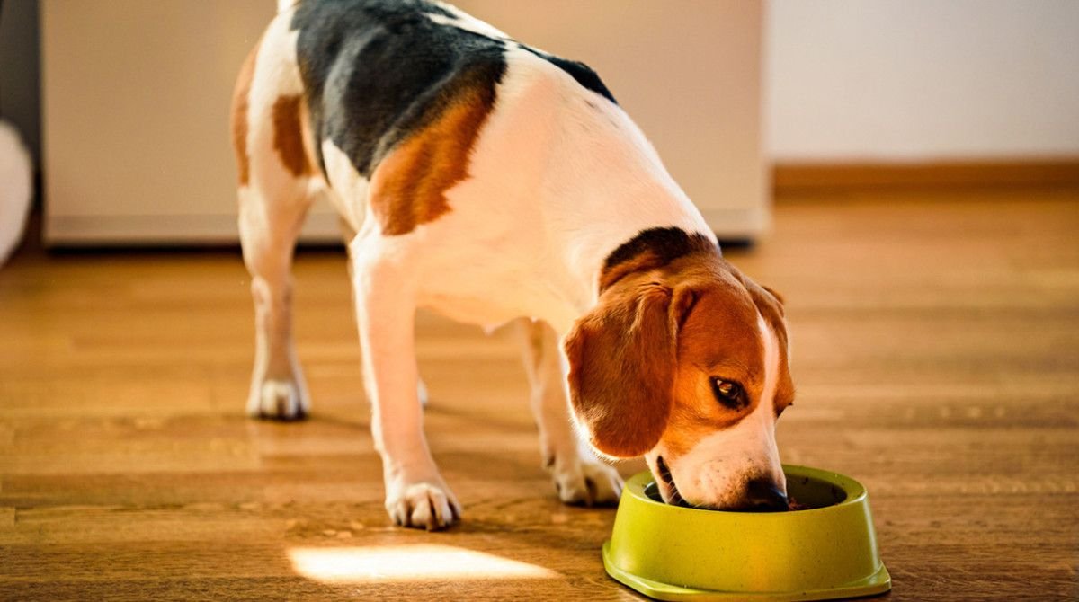 air-dried-dog-food-everything-you-need-to-know-bef-1