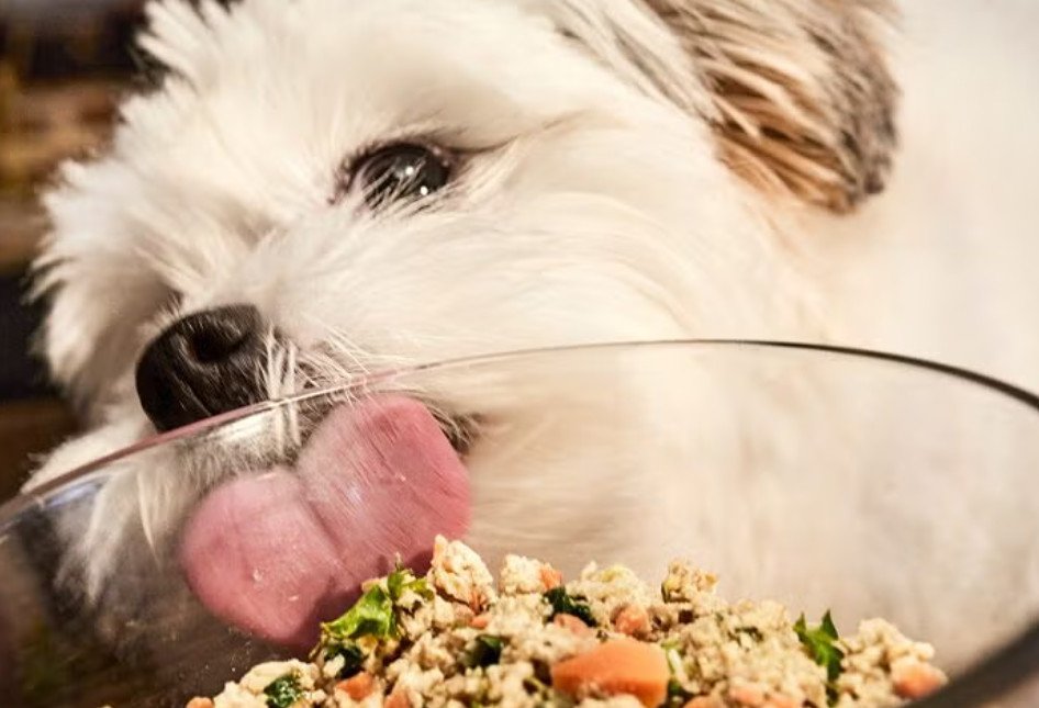 air-dried-dog-food-everything-you-need-to-know-bef-2