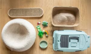 essential-cat-products-youll-need-from-day-one-1