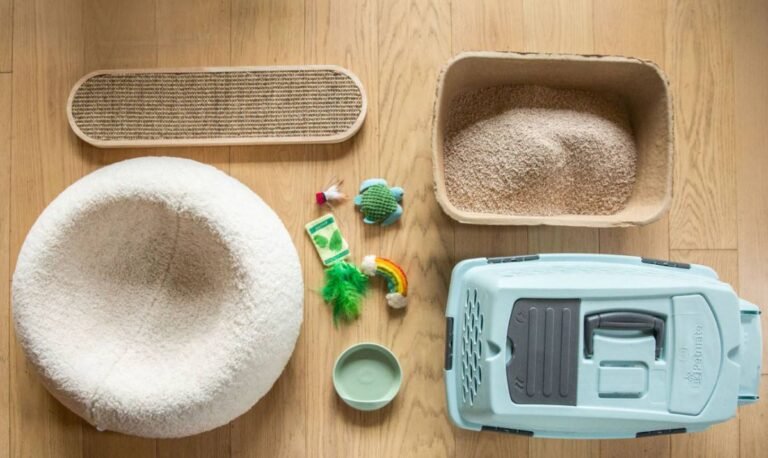 essential-cat-products-youll-need-from-day-one-1