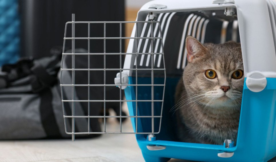 essential-cat-products-youll-need-from-day-one-2