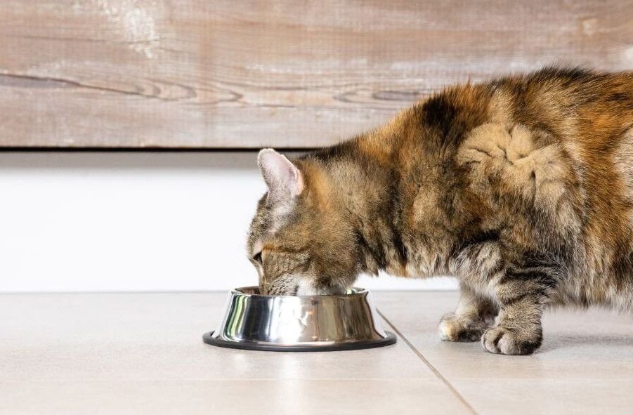 essential-cat-products-youll-need-from-day-one-3