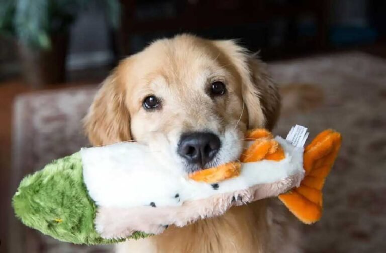 6 Meaningful Gifts That Bring Joy to Every Dog or Cat Lover's Heart
