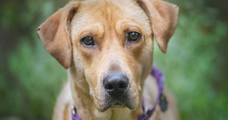 Clover New York Shelter Dog