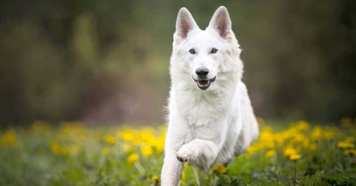 Dog Write for Us