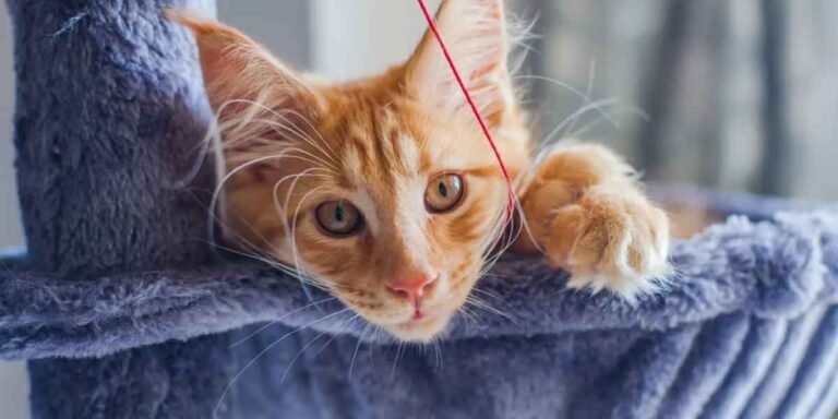 Maine Coon Health Care