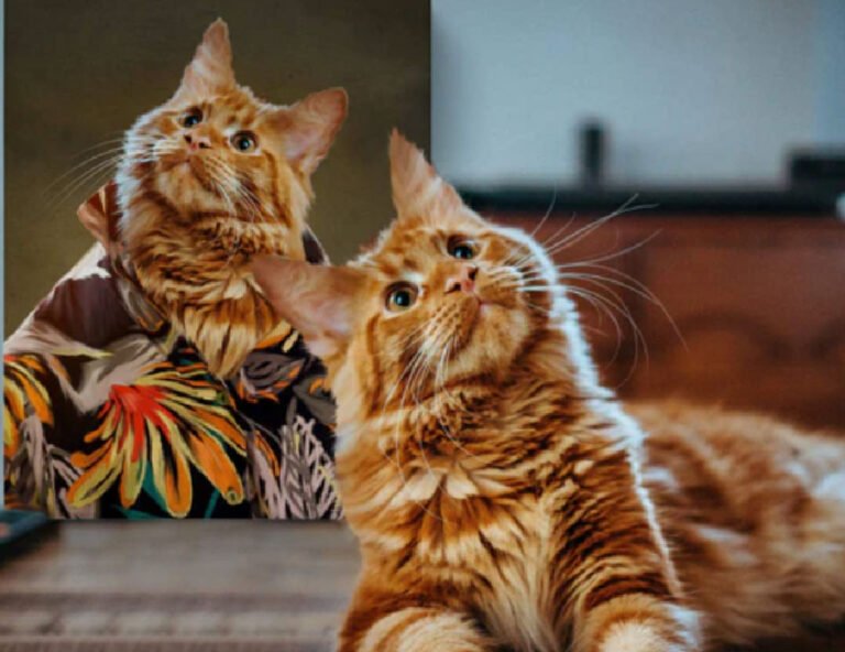 Personalized Gift Ideas for Cat Lovers