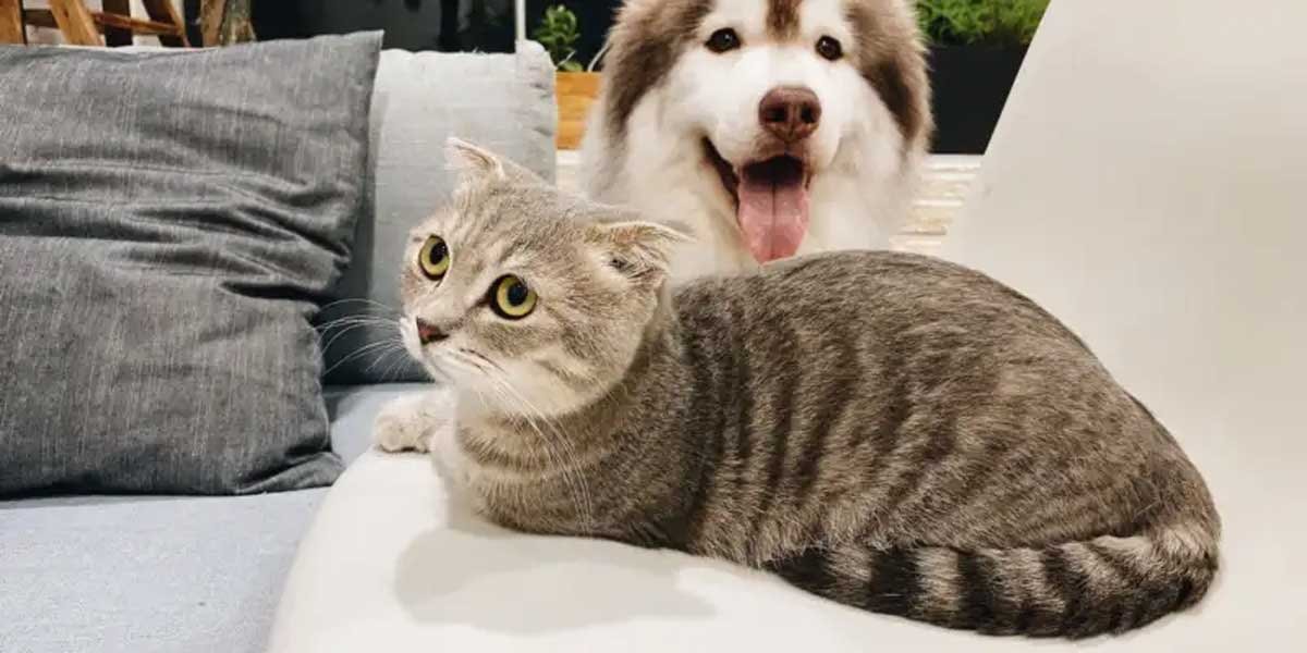 Pet Write for Us