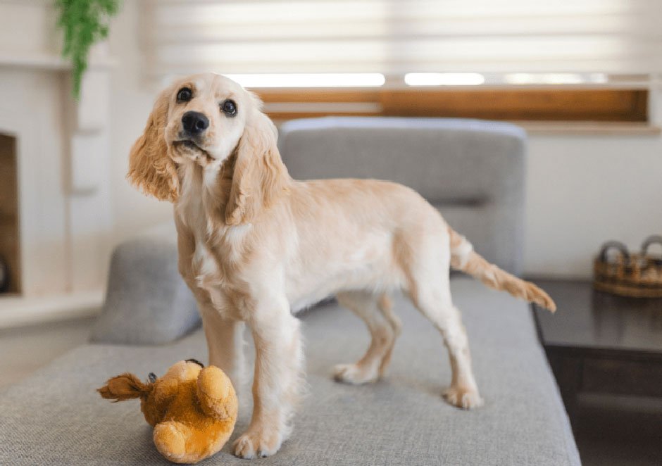 The Peak Season for Dog Parasites and What You Should Be Doing Right Now