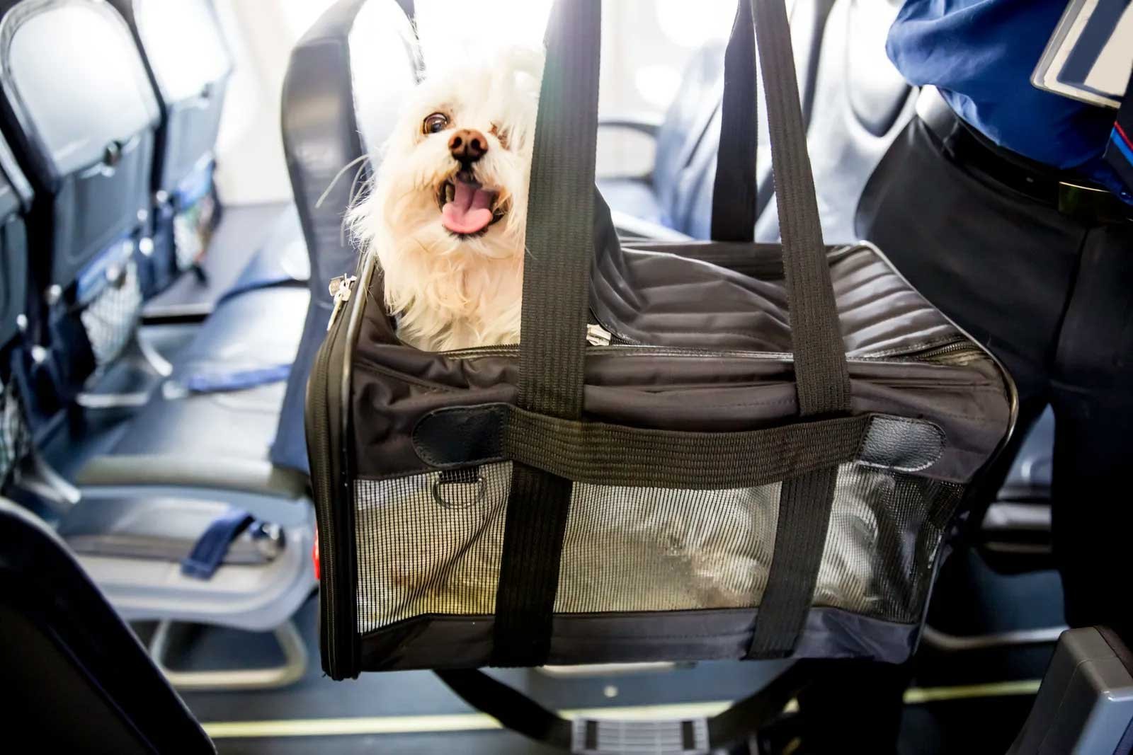 United Airlines Pet Travel