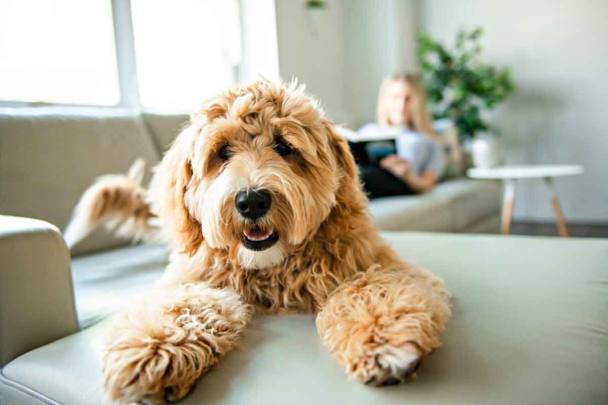 Why-That-Dog-Chewed-Phone-Charger-Is-a-Bigger-Deal-Than-You-Realize,-According-to-a-Local-Electrician