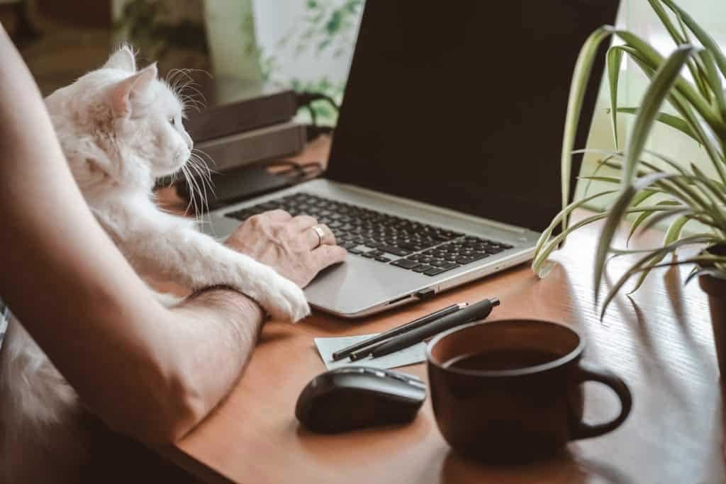 cat-write-for-us