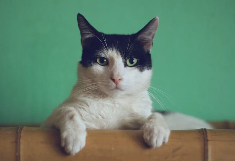 how-safe-outdoor-adventures-improve-your-cats-ment-1