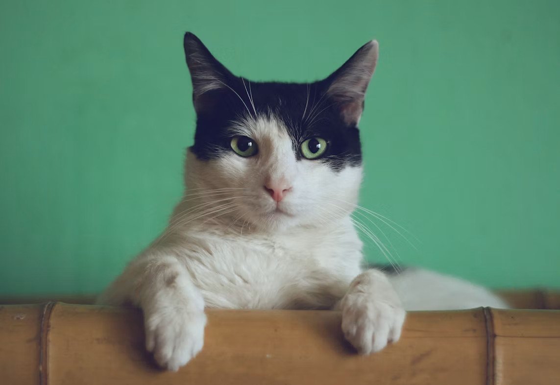 how-safe-outdoor-adventures-improve-your-cats-ment-1