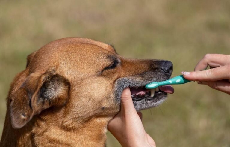 how-to-brush-your-dogs-teeth-a-step-by-step-guide-1