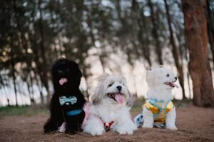 how-to-choose-safe-and-functional-dog-accessories-1