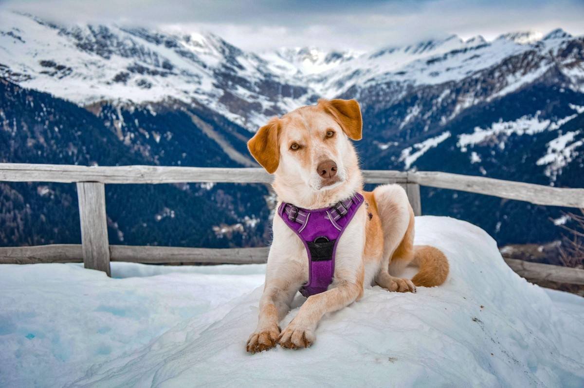 how-to-choose-safe-and-functional-dog-accessories-2