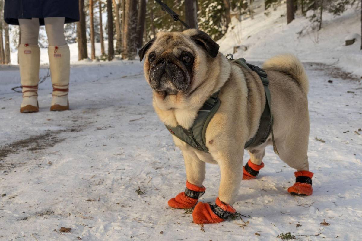 how-to-choose-safe-and-functional-dog-accessories-3