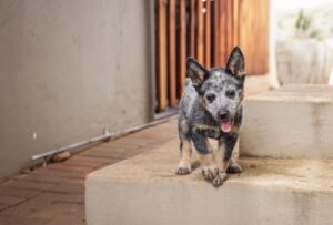 how-to-find-a-boarding-program-your-puppy-loves-1