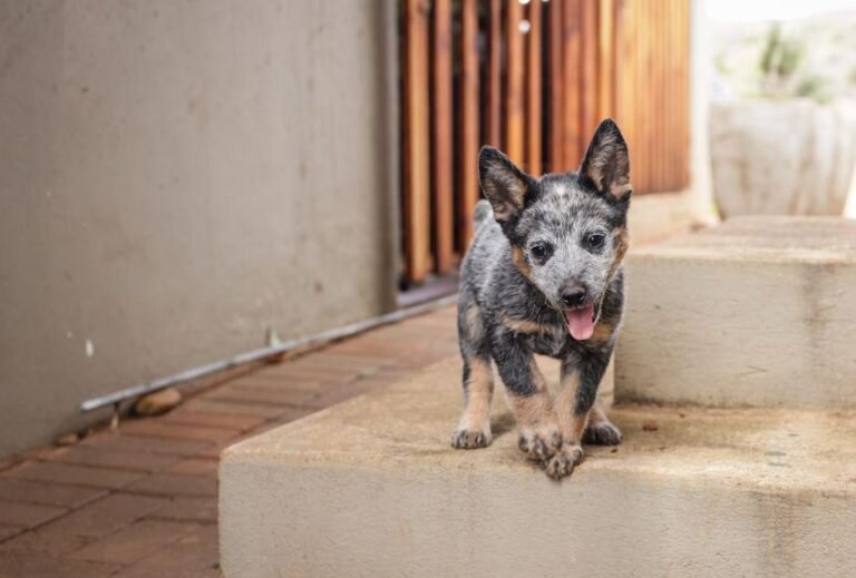 how-to-find-a-boarding-program-your-puppy-loves-1