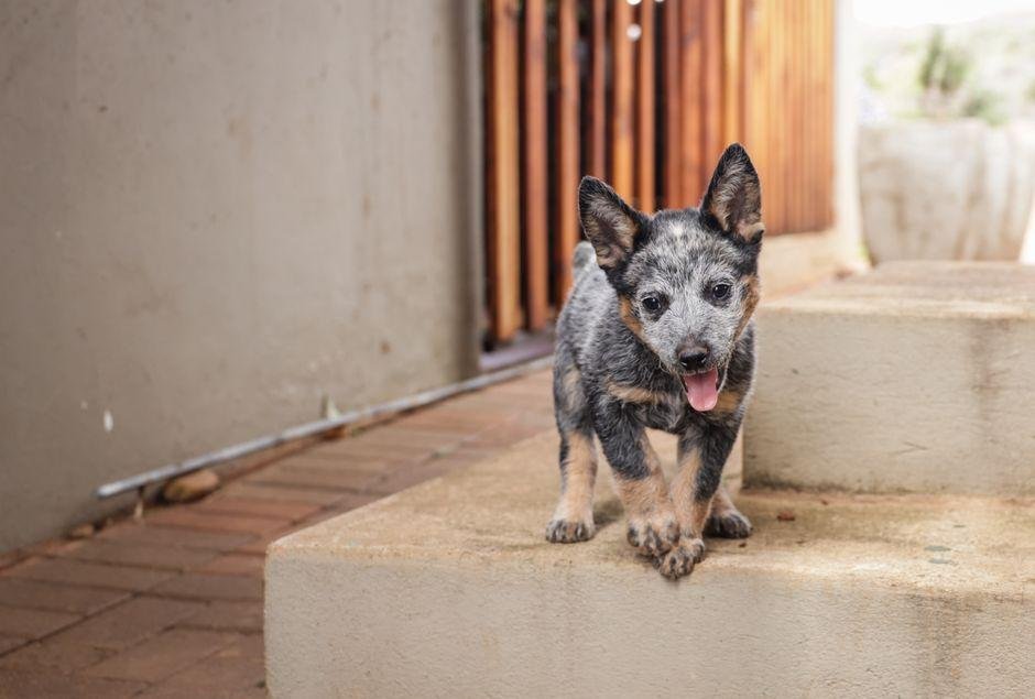 how-to-find-a-boarding-program-your-puppy-loves-1