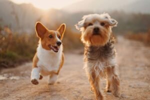 how-to-help-a-dog-that039s-losing-mobility-stay-ac-1