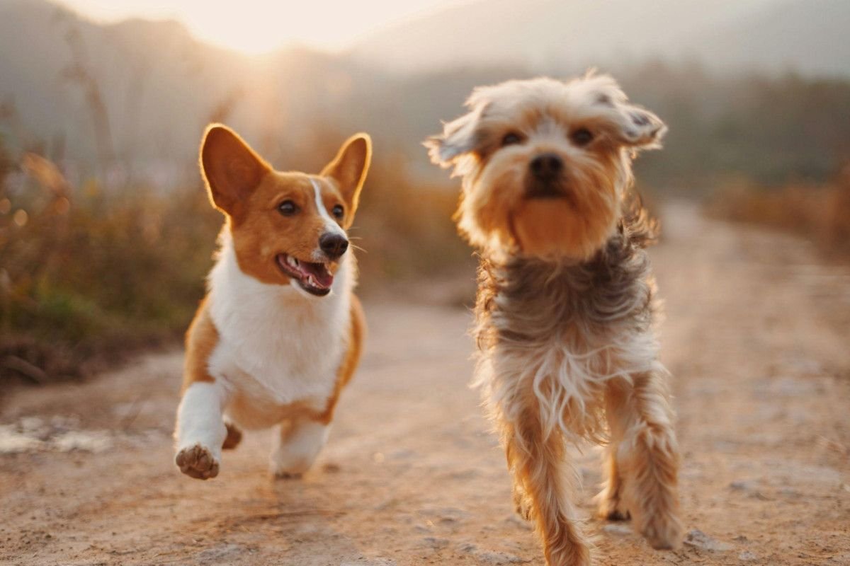 how-to-help-a-dog-that039s-losing-mobility-stay-ac-1