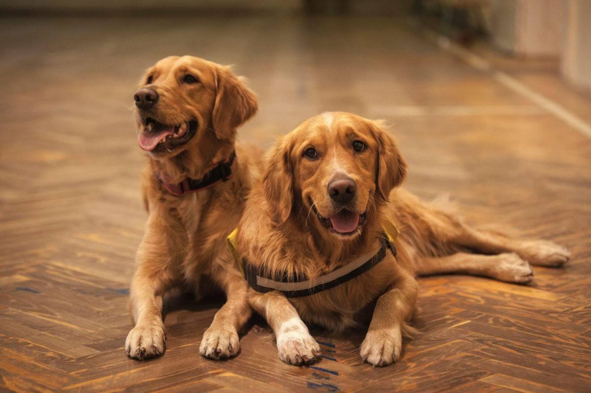 how-to-help-a-dog-that039s-losing-mobility-stay-ac-2