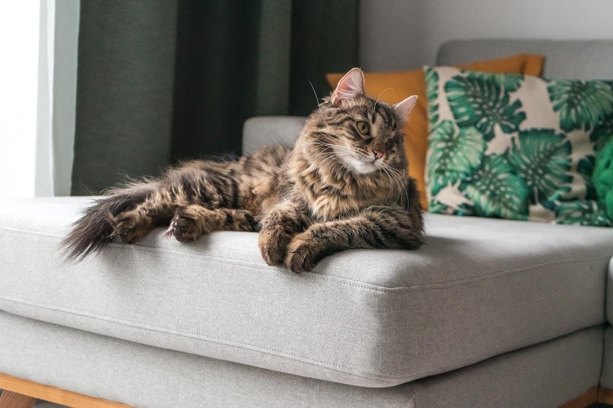 how to remove pet hair from couch — a long-haired cat resting on the pale gray fabric sofa it sheds on daily