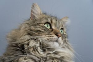 is-your-maine-coon-slowing-down-how-to-tell-arthri-1