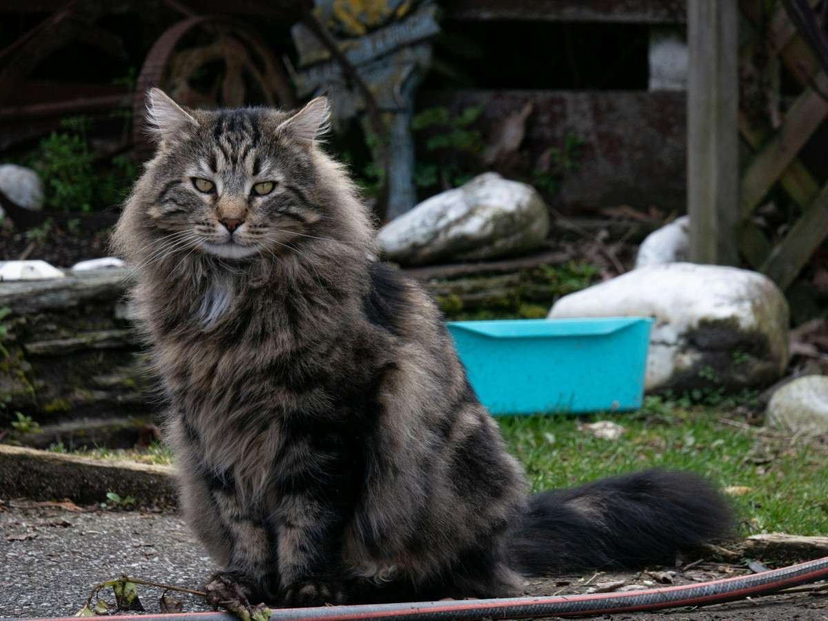 is-your-maine-coon-slowing-down-how-to-tell-arthri-2
