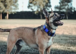 tactical-dog-collars-101-benefits-features-buying-1