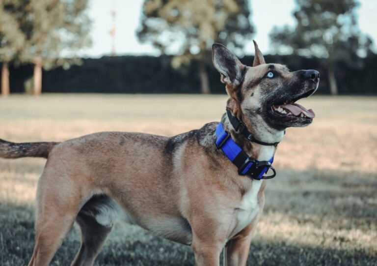 tactical-dog-collars-101-benefits-features-buying-1