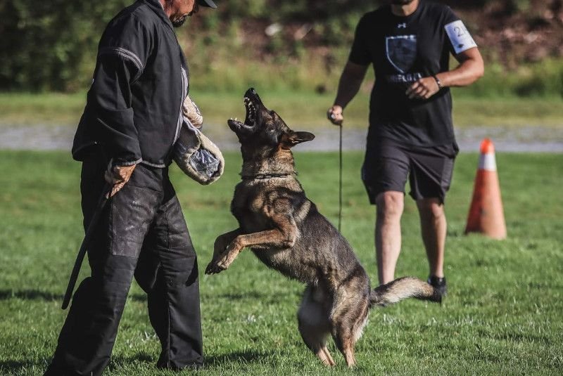 tactical-dog-collars-101-benefits-features-buying-2
