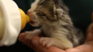 janus cat purrfectlyferal rescue — newborn kitten bottle-fed by hand at a small cat shelter