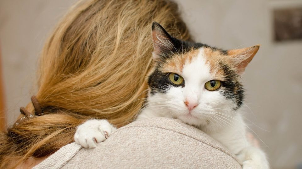 top-5-most-affectionate-cat-breeds-to-cuddle-with-1